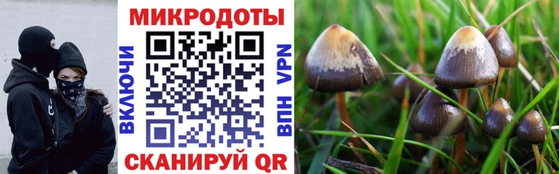 как найти наркотики Ступино Галлюциногенные грибы Psilocybine cubensis